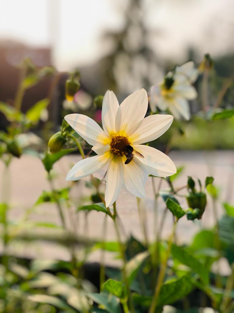 Evening Petal