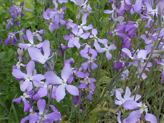 Evening Petal