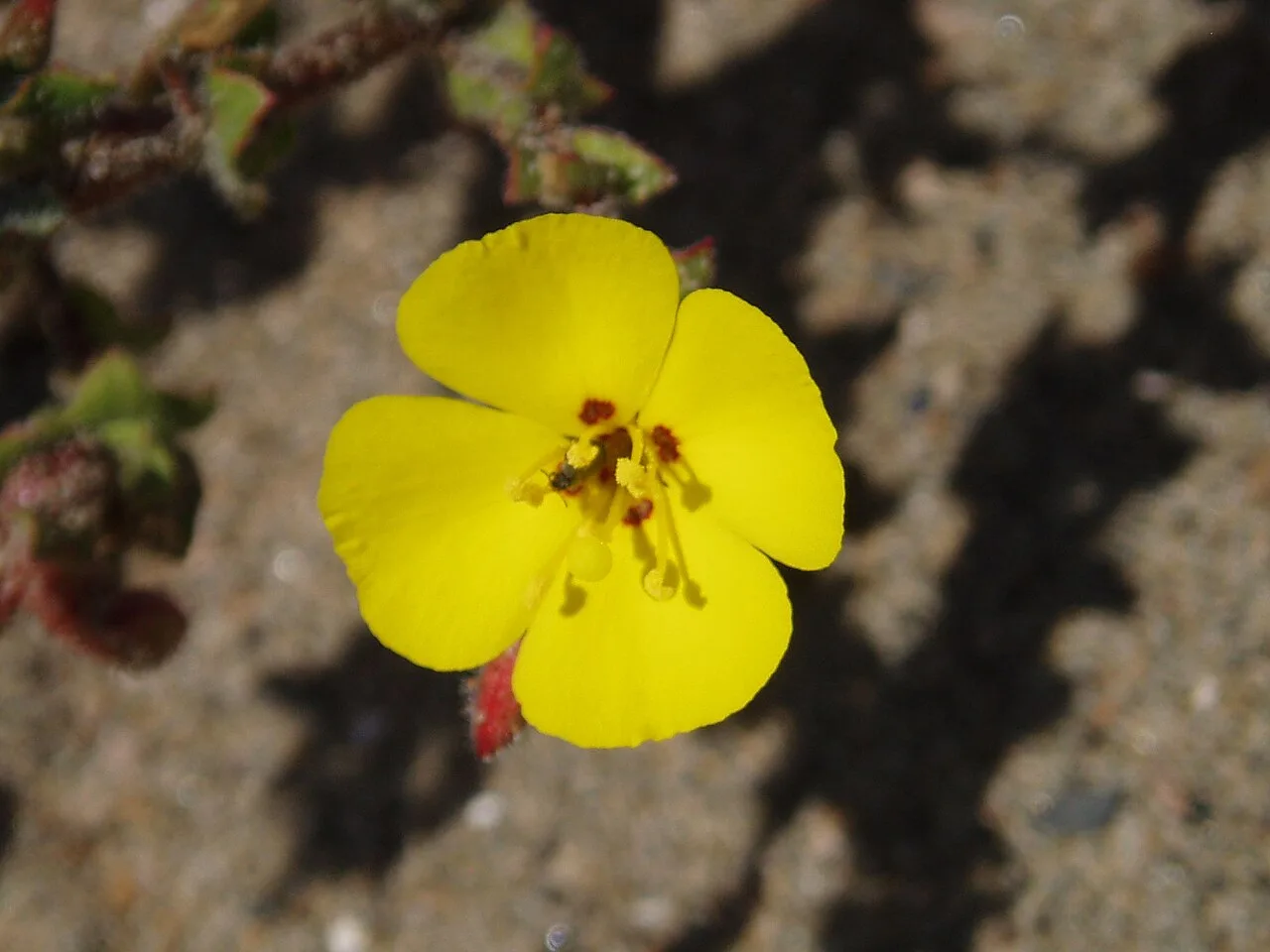Evening Petal