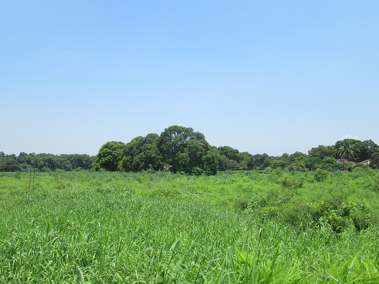 Grasslands