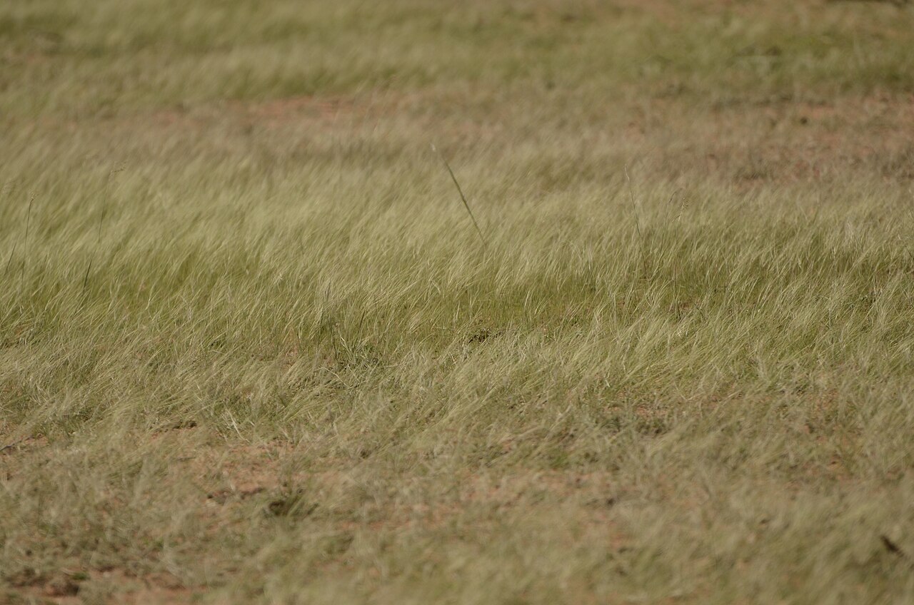 Grasslands