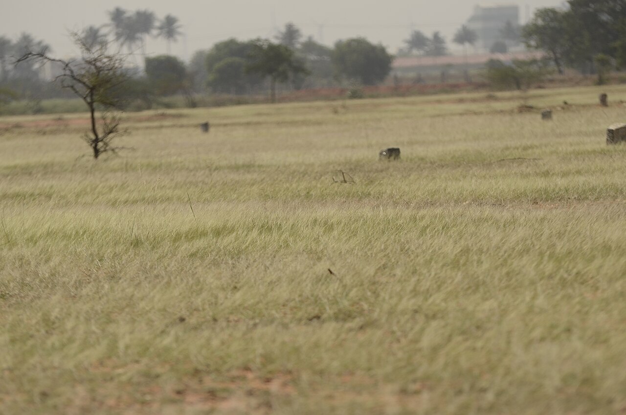 Grasslands